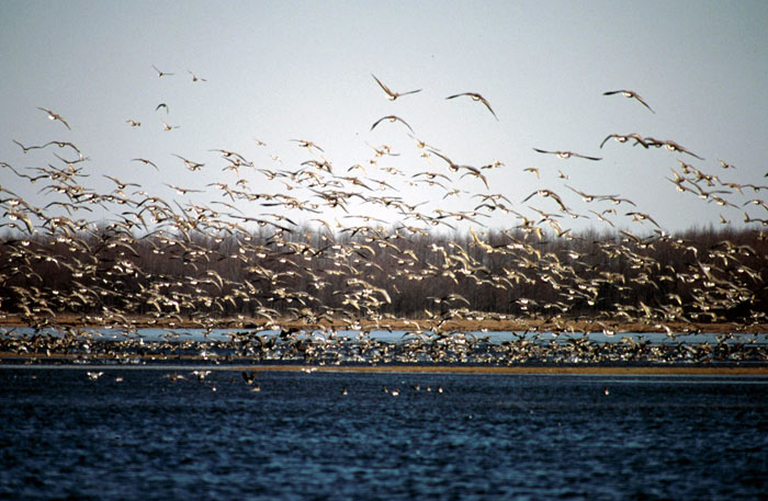 Wiosenne przeloty ptaków nad Biebrzą (fot. Zdzisław Folga)