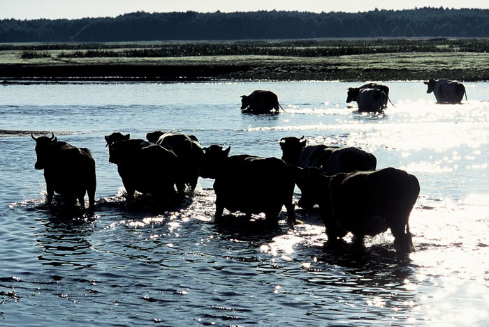 Krowy nad Biebrzą (fot. Zdzisław Folga)